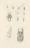The book of nature, or, The history of insects Pl.25