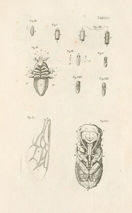 The book of nature, or, The history of insects Pl.25