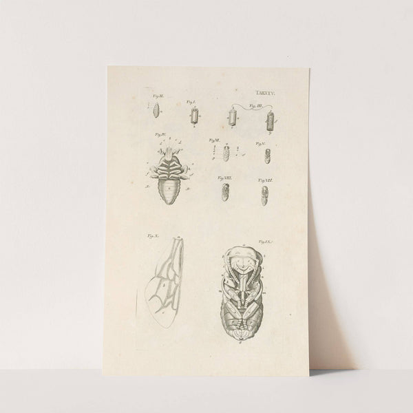 The book of nature, or, The history of insects Pl.25 by Jan Swammerdam