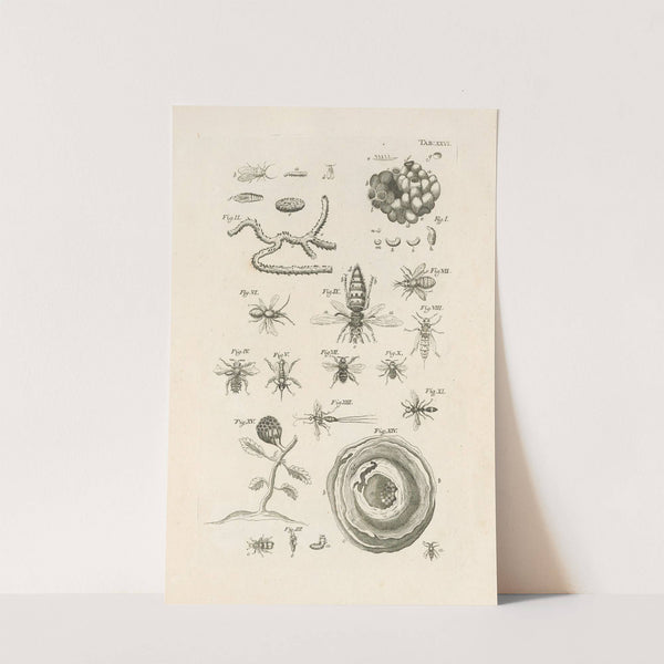 The book of nature, or, The history of insects Pl.26 by Jan Swammerdam