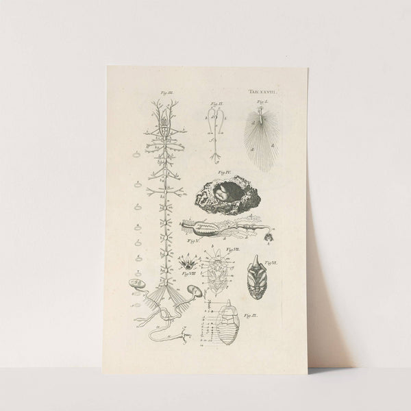 The book of nature, or, The history of insects Pl.28 by Jan Swammerdam