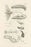 The book of nature, or, The history of insects Pl.29