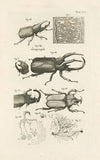 The book of nature, or, The history of insects Pl.30