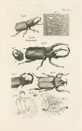 The book of nature, or, The history of insects Pl.30
