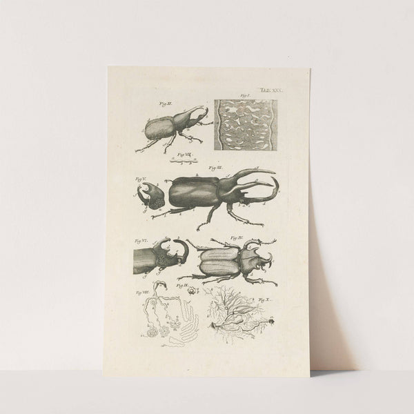 The book of nature, or, The history of insects Pl.30 by Jan Swammerdam