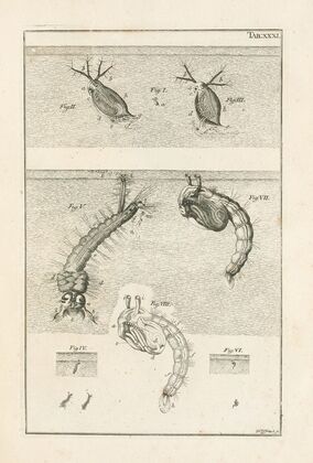 The book of nature, or, The history of insects Pl.31