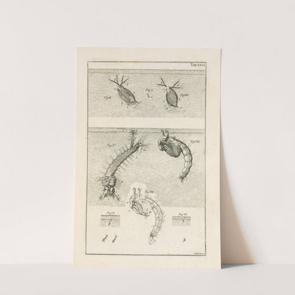 The book of nature, or, The history of insects Pl.31 by Jan Swammerdam