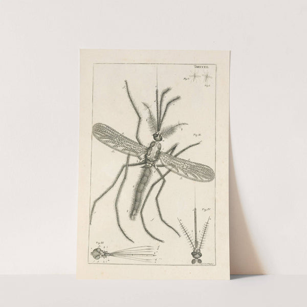 The book of nature, or, The history of insects Pl.32 by Jan Swammerdam