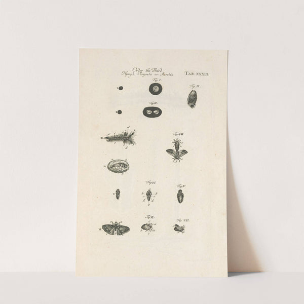 The book of nature, or, The history of insects Pl.33 by Jan Swammerdam