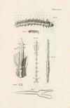 The book of nature, or, The history of insects Pl.34