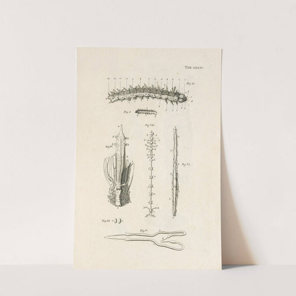 The book of nature, or, The history of insects Pl.34 by Jan Swammerdam
