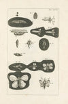 The book of nature, or, The history of insects Pl.37