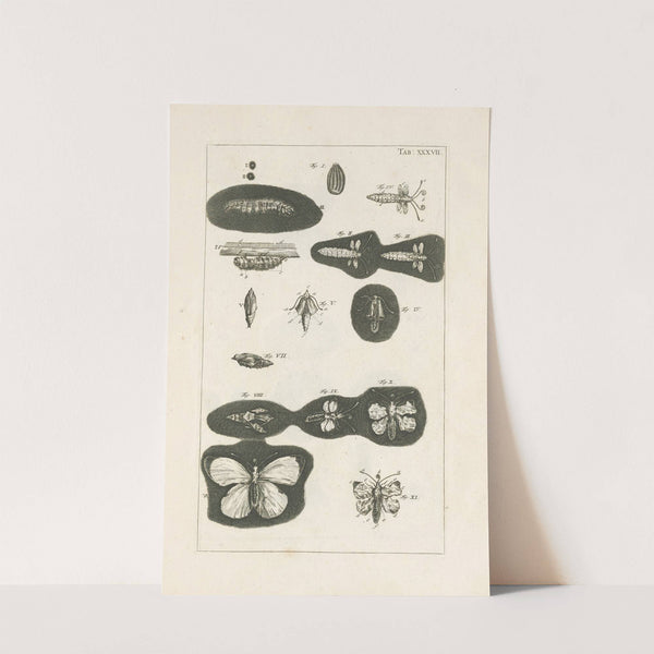 The book of nature, or, The history of insects Pl.37 by Jan Swammerdam