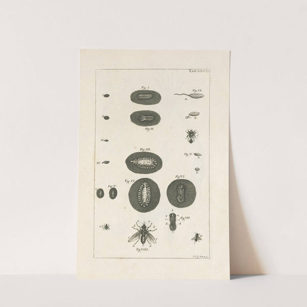 The book of nature, or, The history of insects Pl.38 by Jan Swammerdam