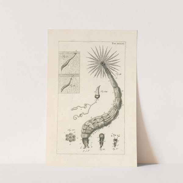 The book of nature, or, The history of insects Pl.39 by Jan Swammerdam