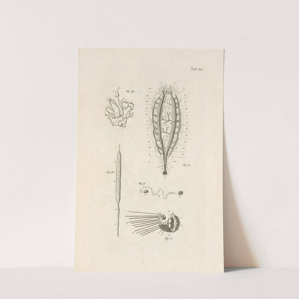 The book of nature, or, The history of insects Pl.40 by Jan Swammerdam