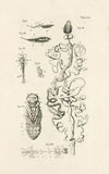 The book of nature, or, The history of insects Pl.41