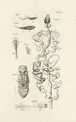 The book of nature, or, The history of insects Pl.41