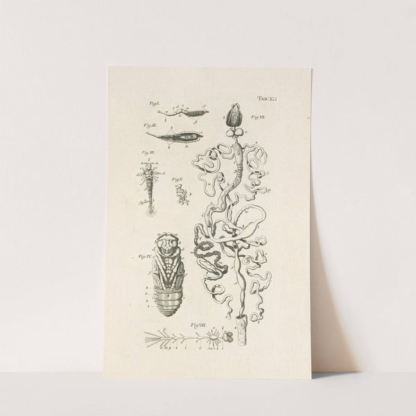 The book of nature, or, The history of insects Pl.41 by Jan Swammerdam