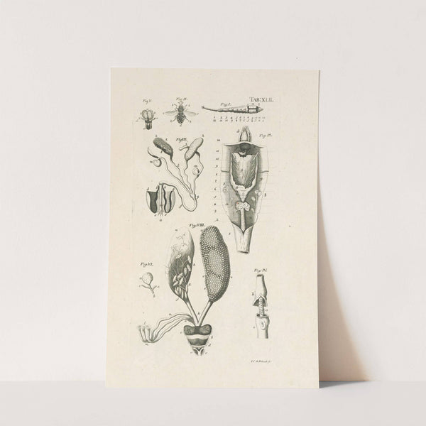 The book of nature, or, The history of insects Pl.42 by Jan Swammerdam