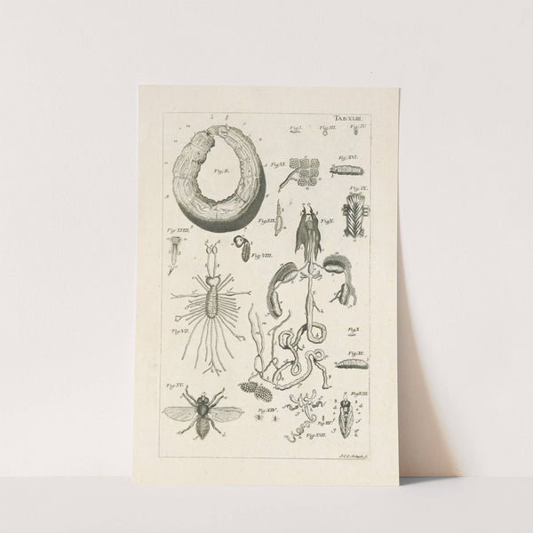 The book of nature, or, The history of insects Pl.43 by Jan Swammerdam