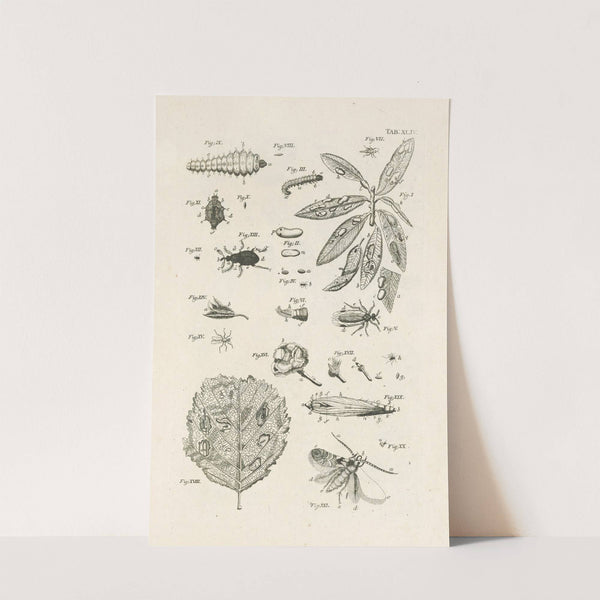 The book of nature, or, The history of insects Pl.44 by Jan Swammerdam