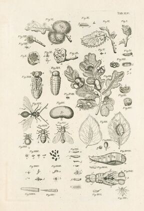 The book of nature, or, The history of insects Pl.45