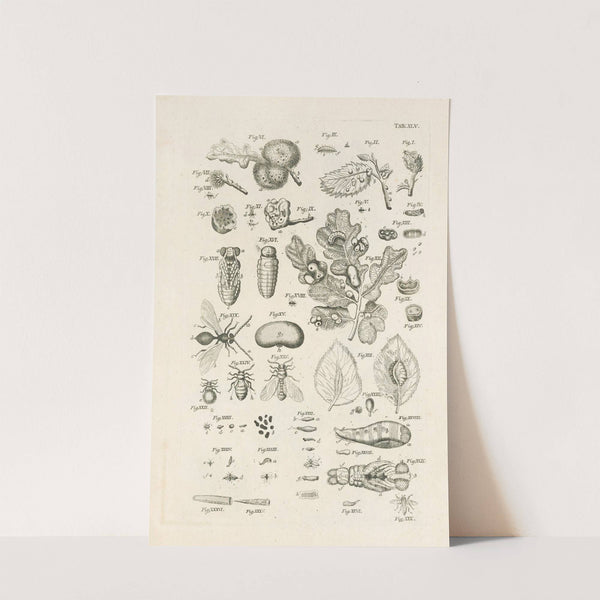 The book of nature, or, The history of insects Pl.45 by Jan Swammerdam