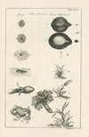 The book of nature, or, The history of insects Pl.46