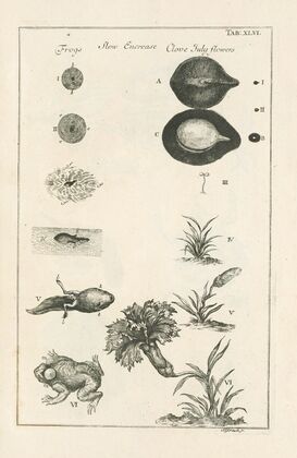 The book of nature, or, The history of insects Pl.46