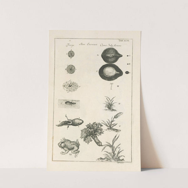 The book of nature, or, The history of insects Pl.46 by Jan Swammerdam