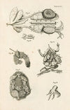 The book of nature, or, The history of insects Pl.47