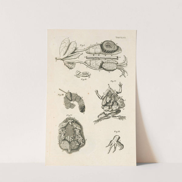 The book of nature, or, The history of insects Pl.47 by Jan Swammerdam