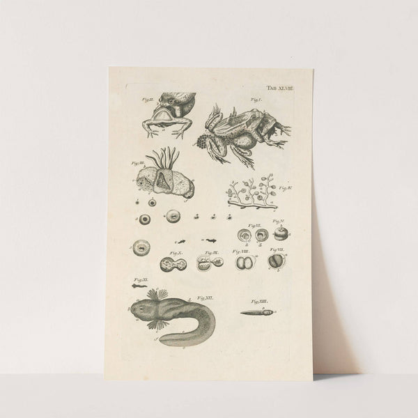 The book of nature, or, The history of insects Pl.48 by Jan Swammerdam