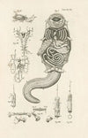The book of nature, or, The history of insects Pl.49