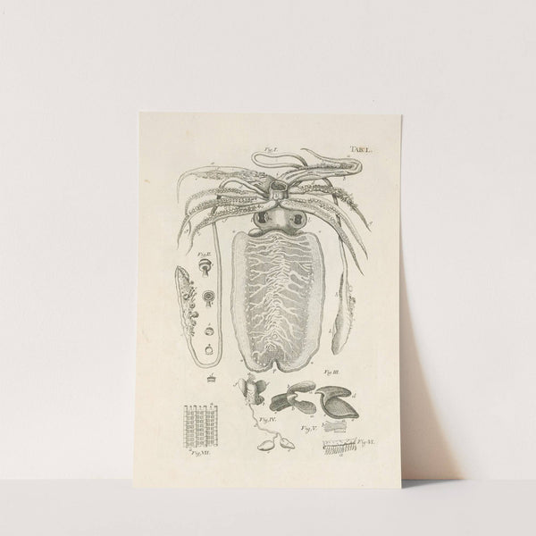 The book of nature, or, The history of insects Pl.50 by Jan Swammerdam