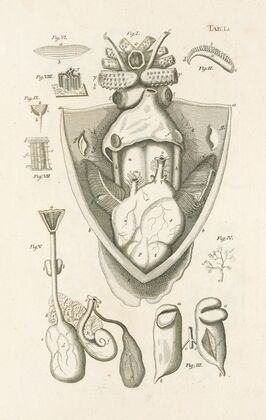 The book of nature, or, The history of insects Pl.51