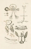 The book of nature, or, The history of insects Pl.52
