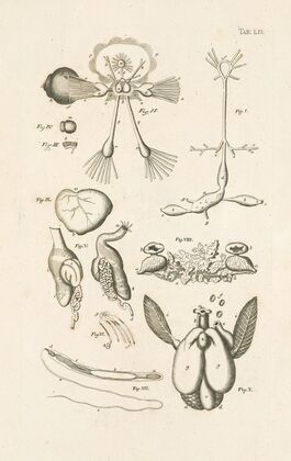 The book of nature, or, The history of insects Pl.52