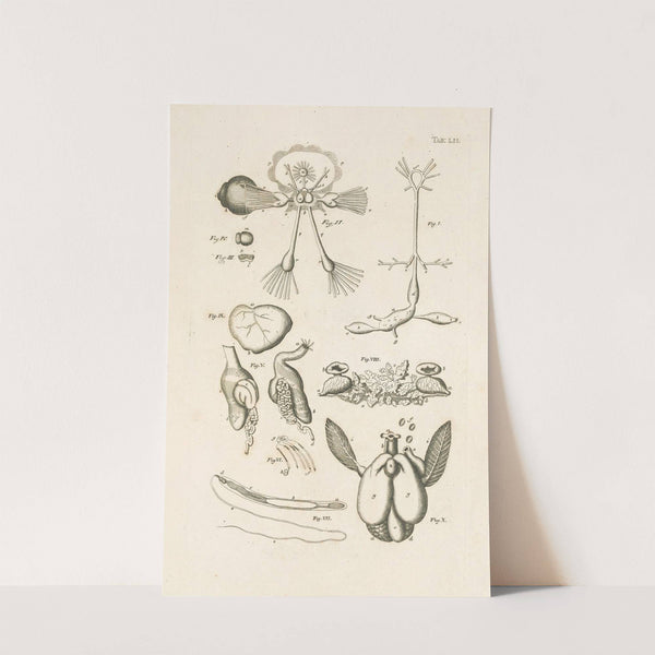 The book of nature, or, The history of insects Pl.52 by Jan Swammerdam