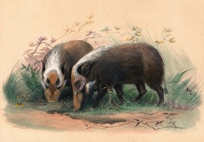 The Bosch-Vark