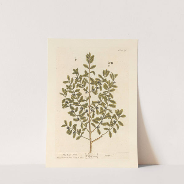 The box tree by Elizabeth Blackwell