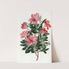 The Brick-red Chinese Azalea by Sydenham Edwards