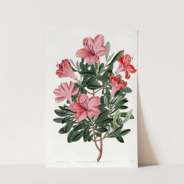 The Brick-red Chinese Azalea by Sydenham Edwards