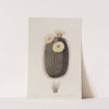 The Broom Cactus by Sydenham Edwards