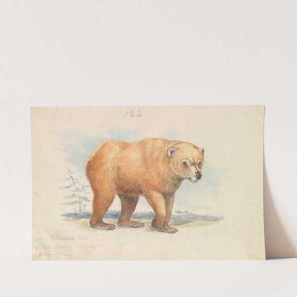 The Brown Bear (1837) by Charles Hamilton Smith