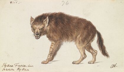 The Brown Hyena (1837)