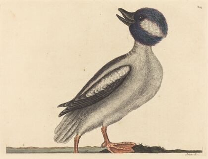 The Buffel’s Head Duck (Anas bucephala)