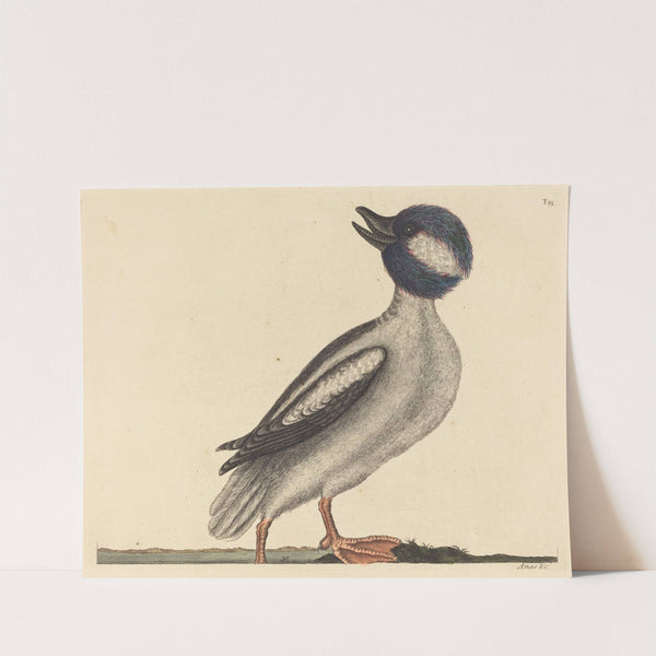 The Buffel's Head Duck (Anas bucephala) by Mark Catesby