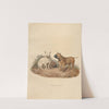 The Bull Dog (1800) by Sydenham Edwards